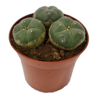 Gemelos de Lophophora williamsii (3 cabezas)